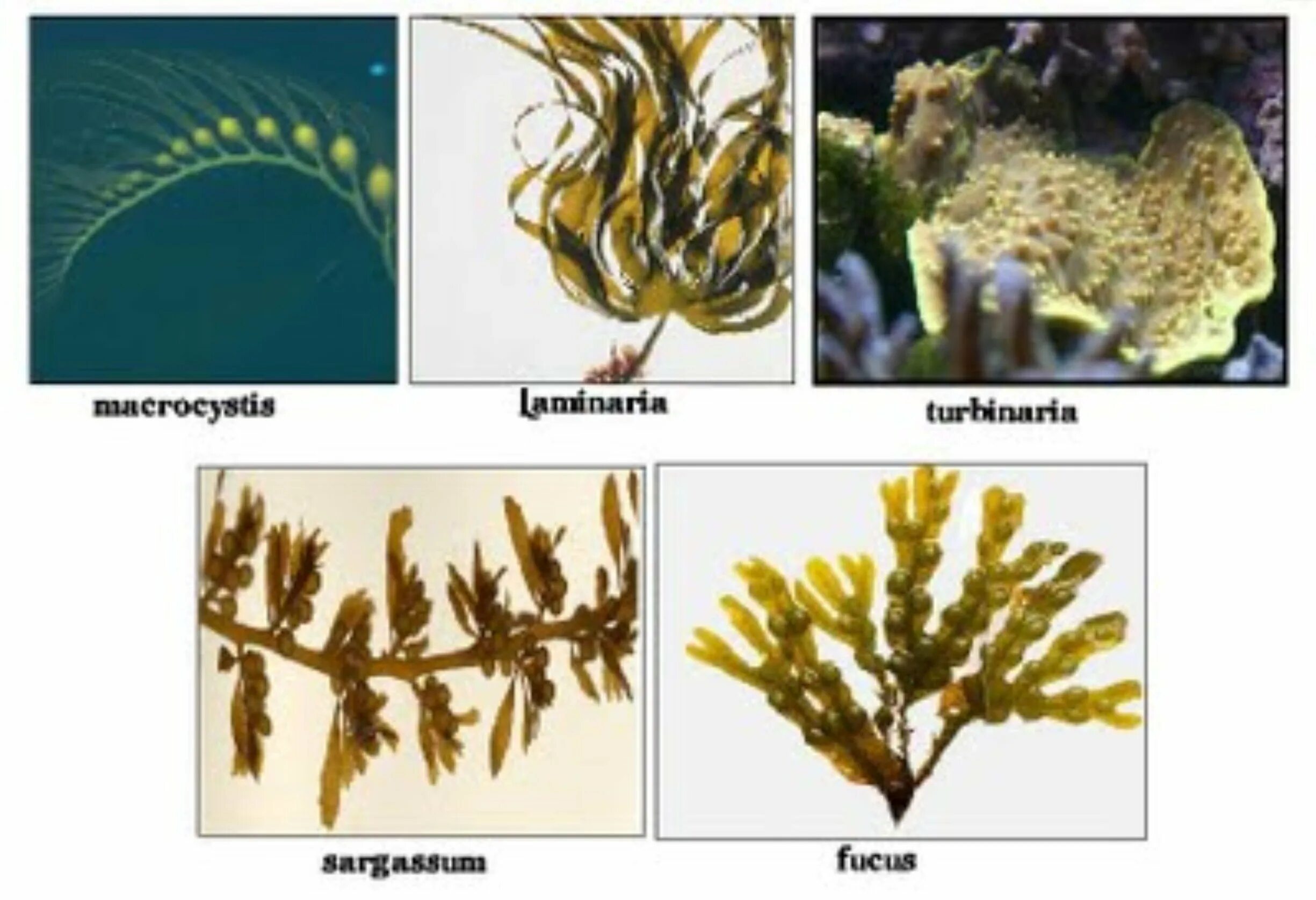 Thallophyta. Фукус водоросль Тихоокенская. Фукус водоросль строение. Ундария перистая.