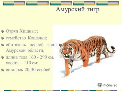 Вид животного окружающий мир