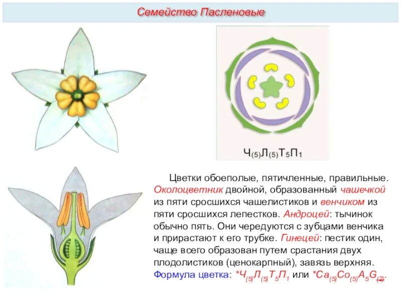 Схема цветка семейства пасленовых. Семейство Маслиновые формула цветка. Строение цветка пасленовых растений. Формула цветка семейства Пасленовые биология 6 класс. Семейство цветка картофеля