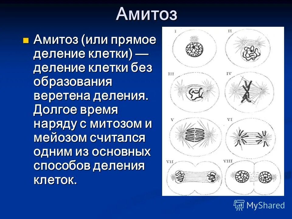 Способы деления клеток амитоз