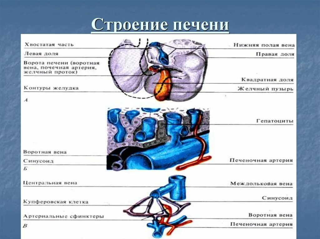 21 строение. Граф структура печени. строение печени животных. строение печени презентация. строение печени животных анатомия.