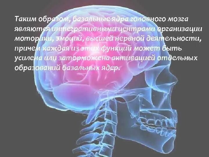 Ядра мозга образованы. Синдром функциональной дефицитарности базальных ядер мозга. Подкорковые ядра головного мозга. Базальные подкорковые ядра. Базальные ядра головного мозга функции.