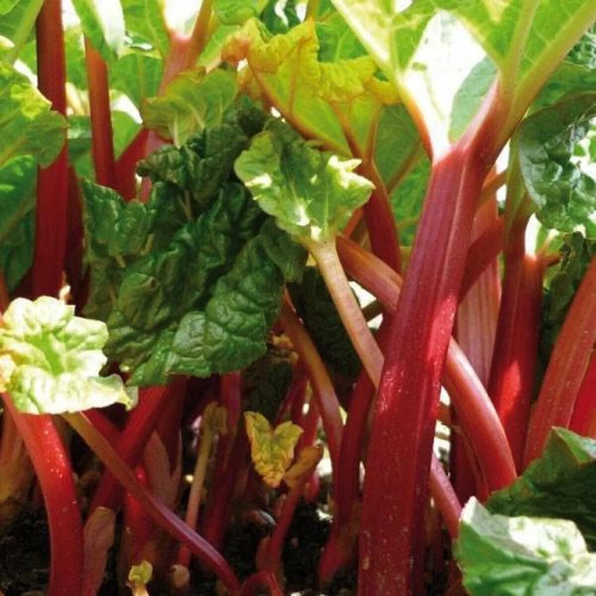 ревень великан. ревень волнистый. ревень рабарбар.