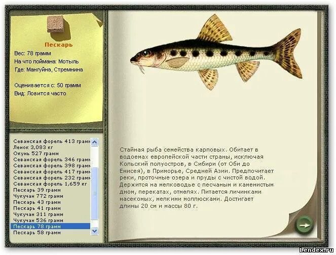 Реальная рыбалка пескарь. На что ловится пескарь. на что ловить пескаря. поймать пескаря в реальной рыбалке. на что клюет пескарь.