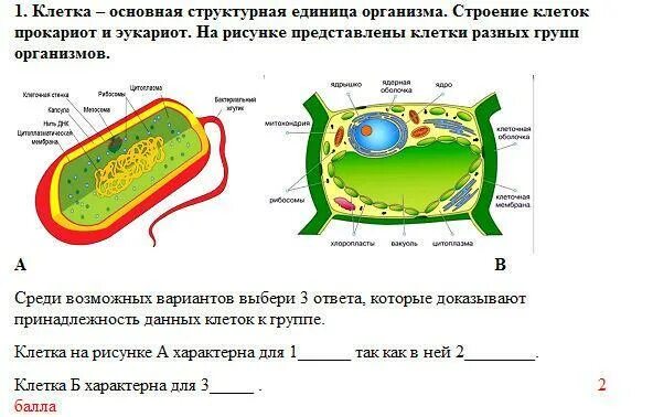 Клетка основная единица строения. Клетка прокариот и эукариот рисунок. основные структурные компоненты клетки эукариот. клетка основная единица. клеточная стенка прокариот и эукариот.