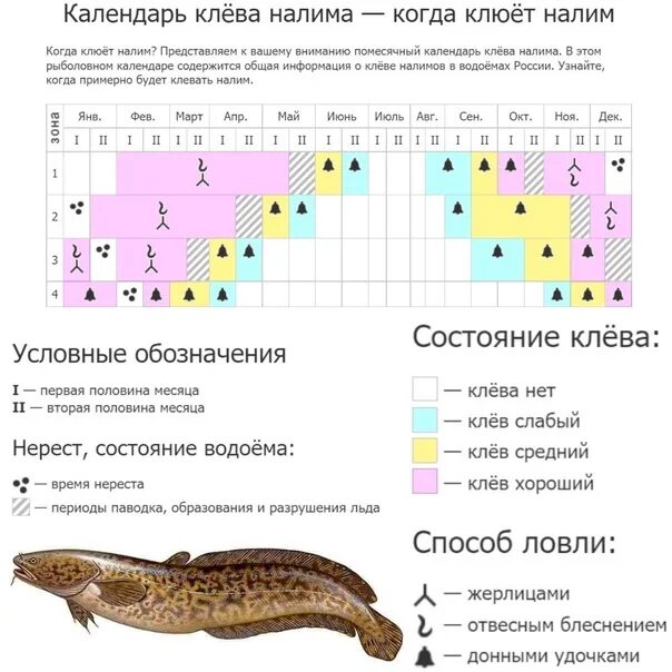 Когда начинается запрет на рыбу. Календарь ловли налима. Календарь клева налима. Когда клюет налим. На что ловить налима.