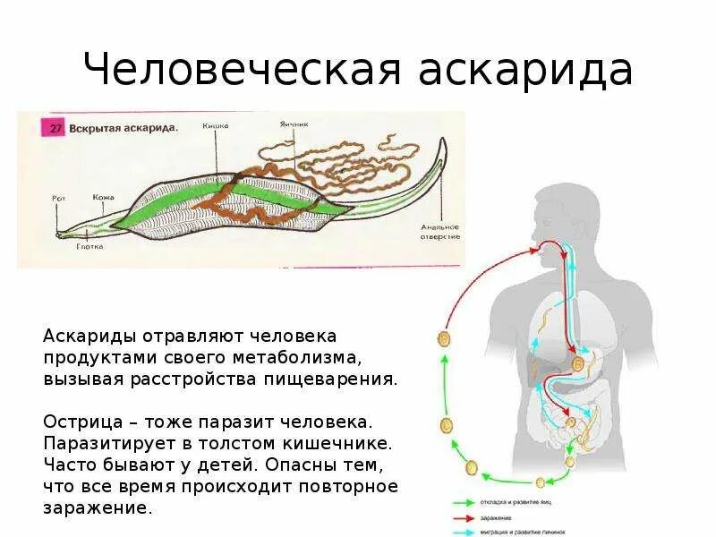 Человеческой аскаридой и человеком. Схема развития аскариды. Внутреннее строение аскариды человеческой. Аскарида человеческая строение. Аскарида человеческая схема строения.