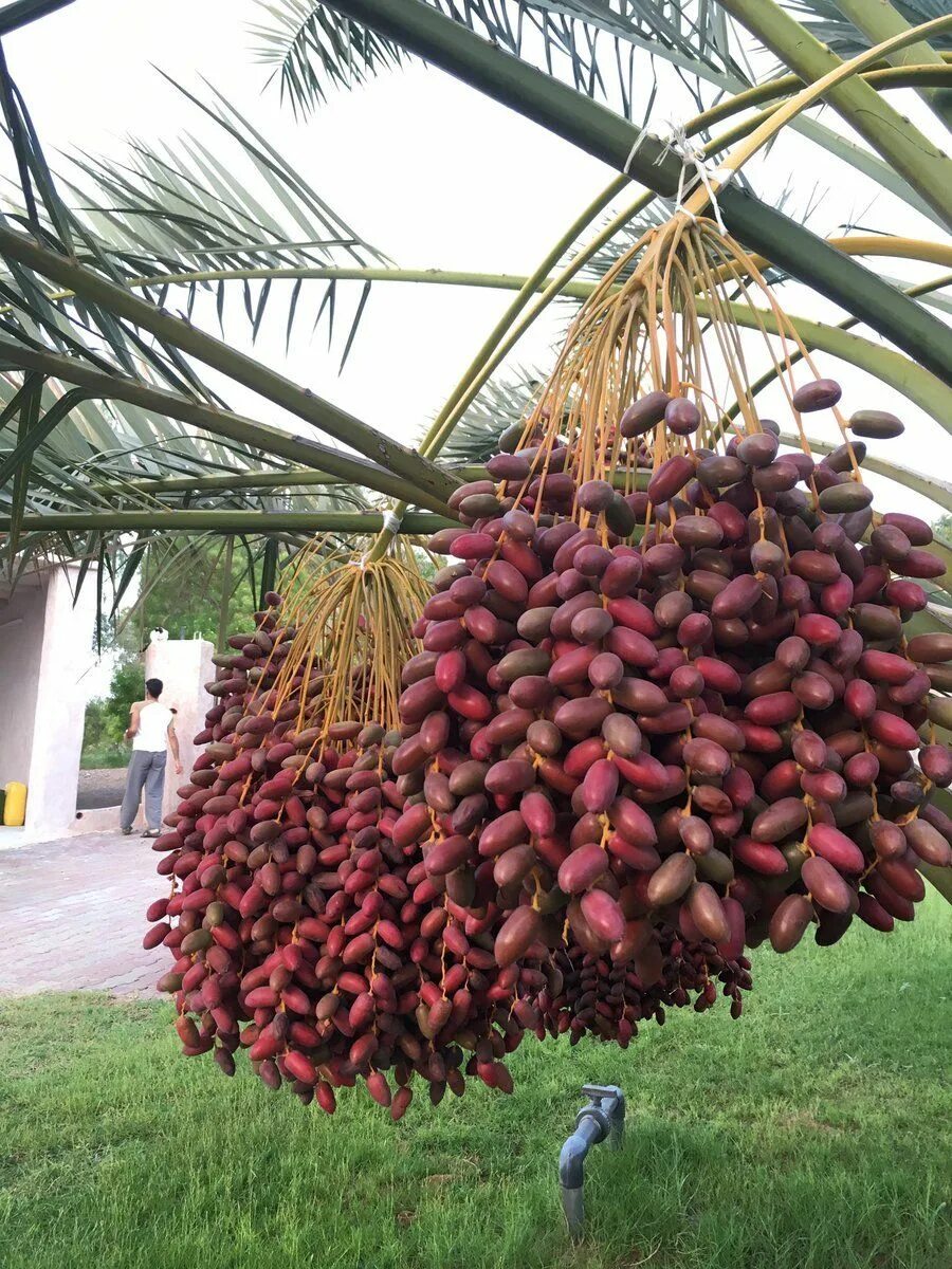 Финики барари. Финиковая пальма. Финиковое дерево. Финики алжир 500г. Финиковая пальма плоды.