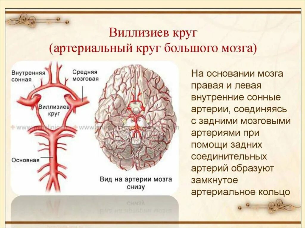 Задняя соединительная артерия мозга. Кровоснабжение головного мозга Виллизиев круг. Кровоснабжение головного мозга схема Виллизиев круг. Виллизиев круг задние соединительные артерии. Виллизиев круг сужение задней соединительной артерии.