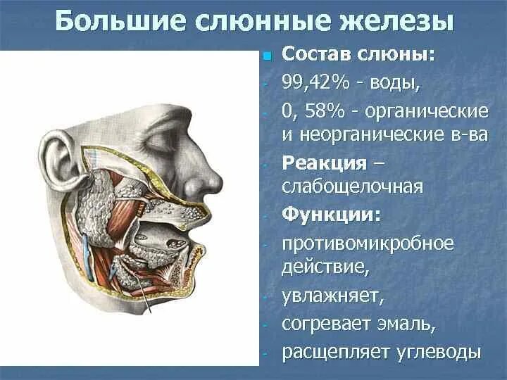 Железа вырабатывающая слюну. Большие слюнные железы. Пищеварительная система слюнные железы. Общее строение крупных слюнных желез.