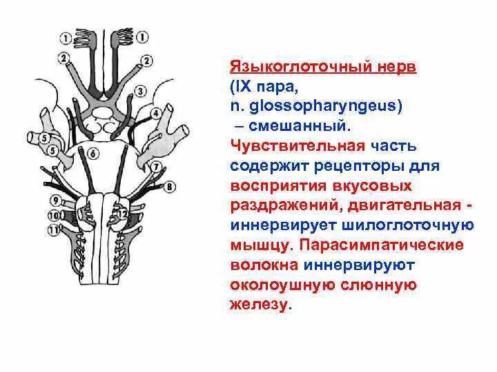 Ix черепного нерва. Языкоглоточный нерв парасимпатические волокна. 9 Пара языкоглоточный нерв. Ядра языкоглоточного нерва. Языкоглоточный нерв ядра.