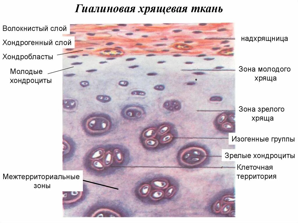 Суставный хрящ какая ткань. Хрящевая ткань хондроциты и хондробласты. Соединительная ткань гиалиновый хрящ. Гиалиновый хрящ гистология структуры. Хрящевая ткань гистология.