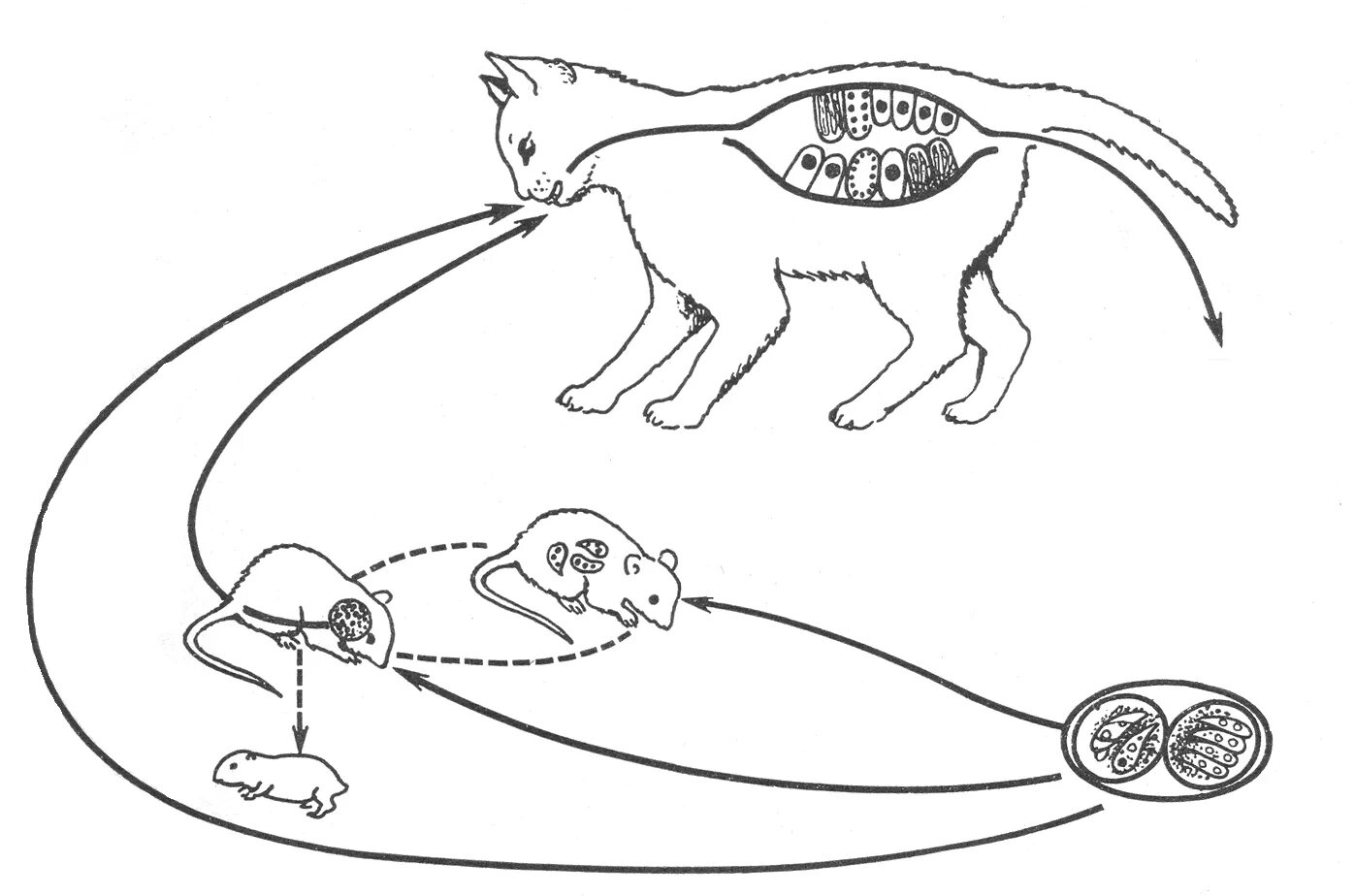 Токсоплазмоз кошек цикл развития. Схема жизненного цикла развития токсоплазмы. Токсоплазма жизненный цикл схема. Цикл развития токсоплазмы схема.