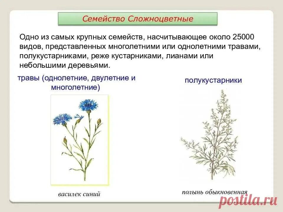 Строение растений семейства сложноцветных. Полукустарники Сложноцветные. Семейство Астровые жилкование. Листья сложноцветных растений. Жизненная форма большинства сложноцветных