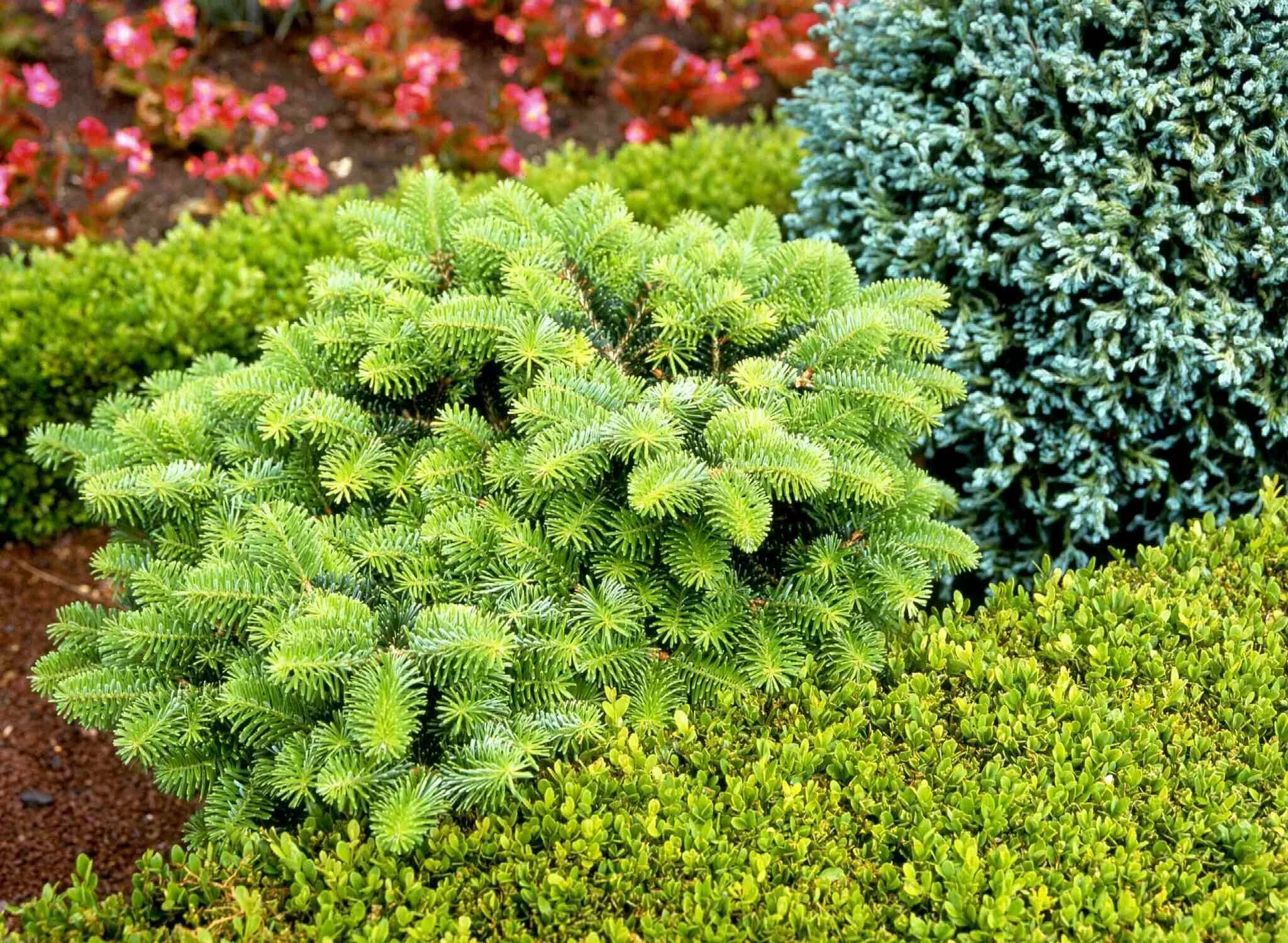 Карликовые хвойные. Ель Abies Koreana. Пихта Абиес Кореана. Пихта Мейерс Дварф. Пихта Греческая Мейерс Дварф.