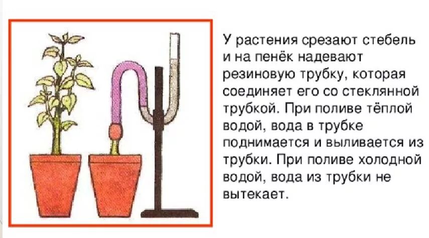 Опыт доказывающий Корневое давление у растений. Опыт Корневое давление 6 класс биология. Опыт Корневое давление. Опыт доказывающий наличие корневого давления.