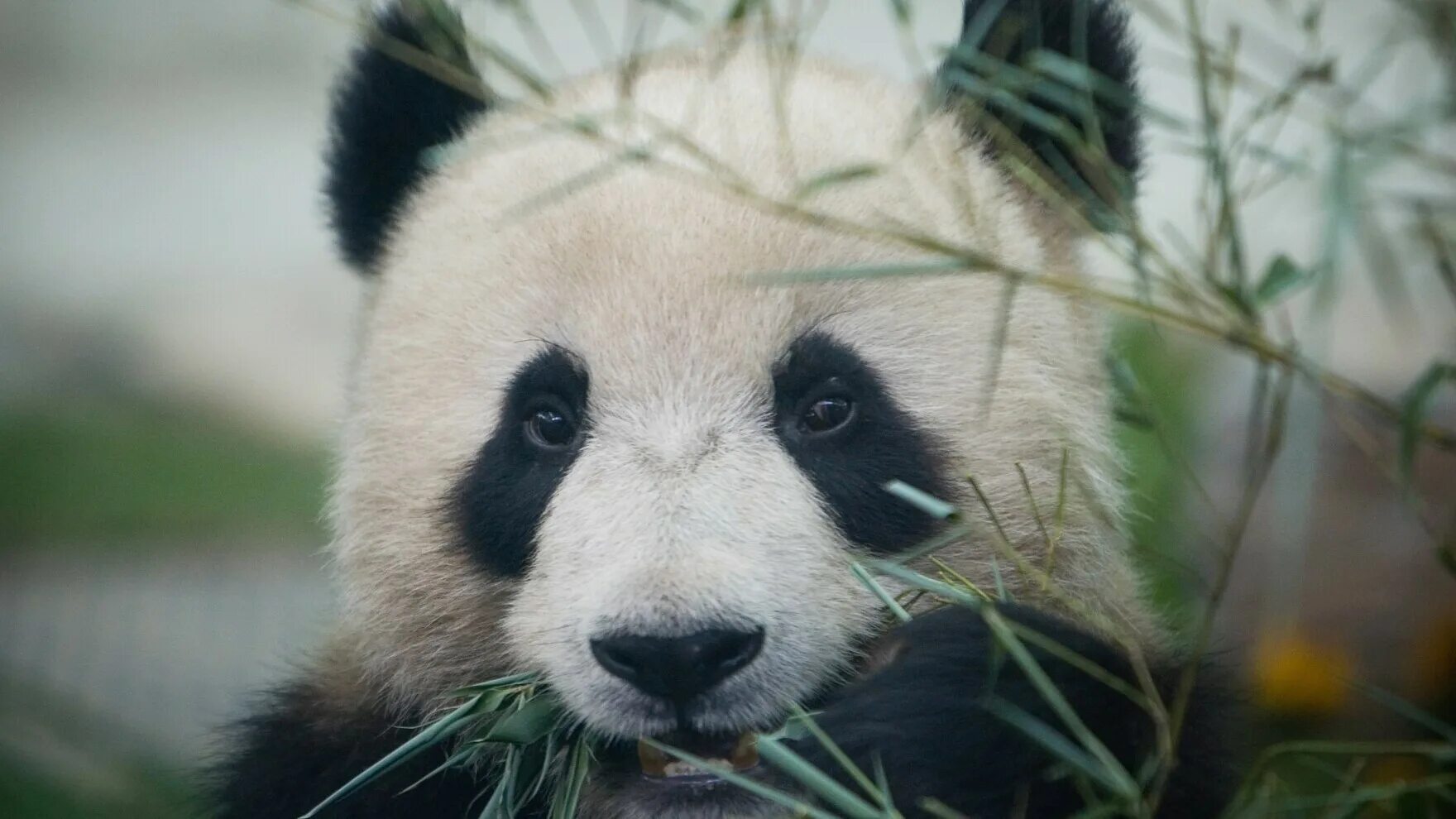 Панда на узбекском языке. Енотовидная Панда. Панда енот. Большая Панда. Морда панды.