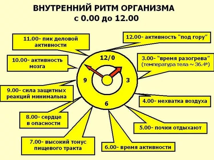 Время отдыха организма. Биологические ритмы организма человека. Биоритмы человека. Суточные ритмы внутренних органов человека. Биологические часы организма человека по часам.