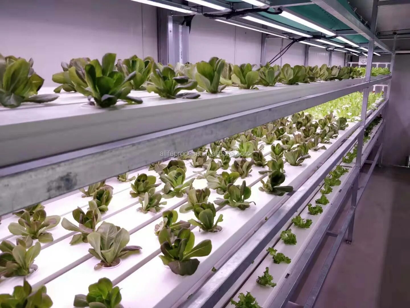 бэбэй nft. Nft хасбулла. аэропоника тыква. гидропоника nft. цукини на гидропонике.