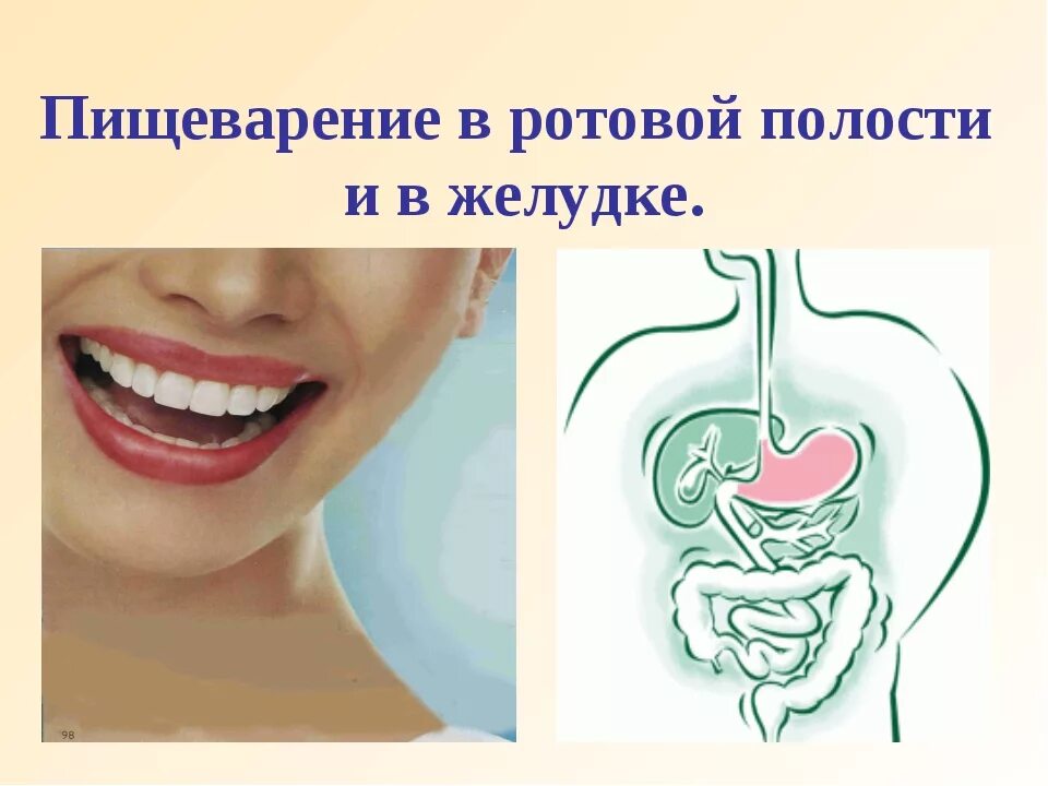 Фото желудочно кишечного тракта человека с надписями спереди. Процесс пищеварения в ротовой полости и желудке. Функции ротовой полости человека биология 8 класс. Зубы и жкт. Строение жкт.