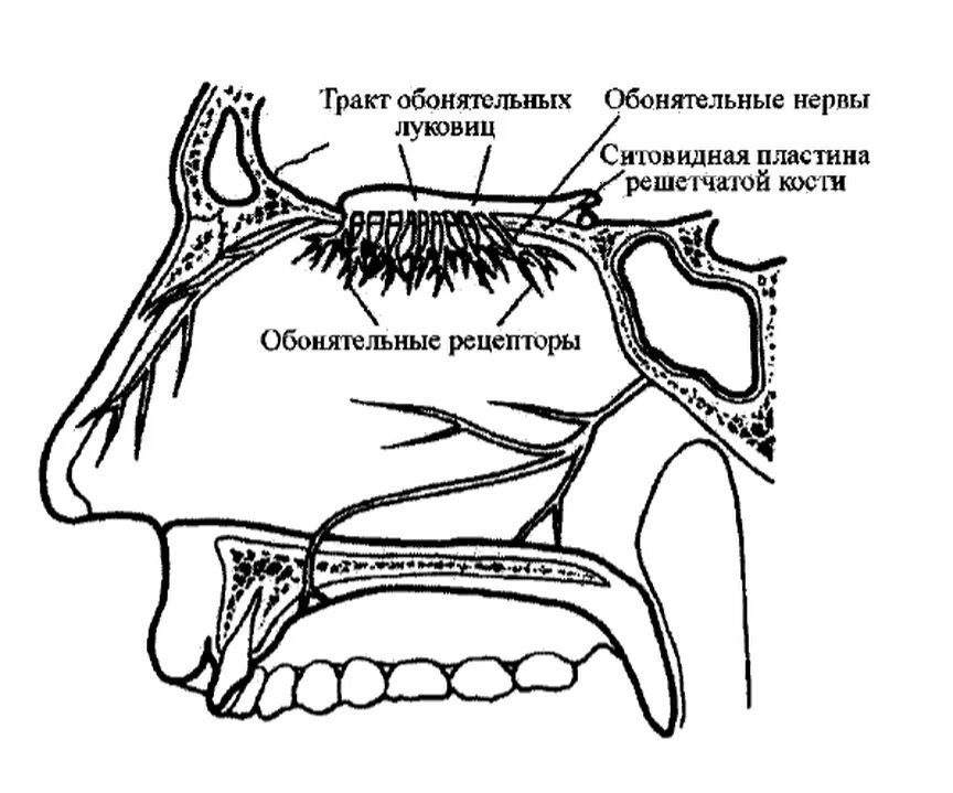 Обонятельный рецептор волоски. Обонятельный анализатор строение. Обонятельный эпителий полости носа. Обонятельные отверстия. Схемы вкусового и обонятельного анализатора.