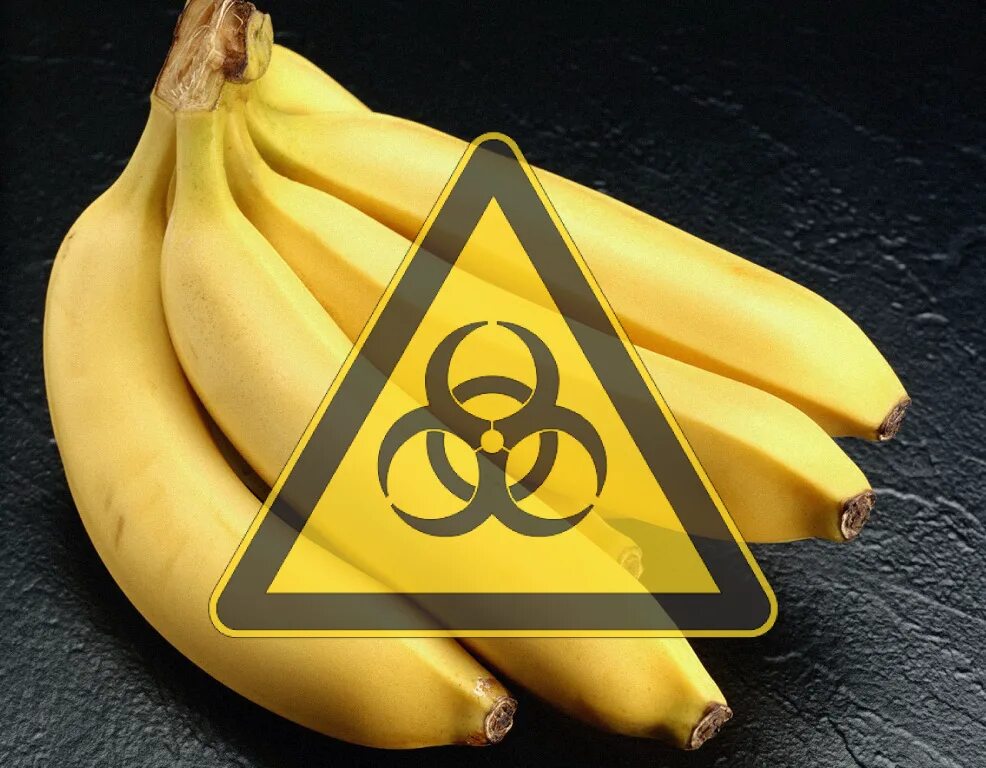 3 бананов в день. Радиоактивные бананы. Радиация в бананах. Радиоактивность банана. Банановый эквивалент.