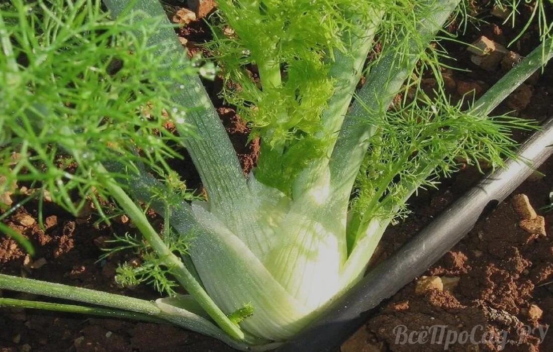 Выращивание фенхеля овощного в открытом грунте. Сиберика трава съедобная. Растения которые употребляют в пищу. Петрушка, сельдерей, любисток. Растения идут в пищу.