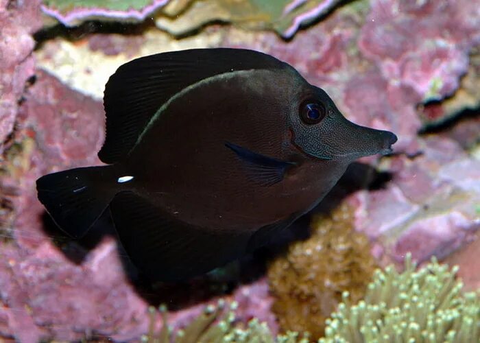 Черная рыба 6 букв. Черная рыба-зебрасома. Зебрасома Ростратум. Зебрасома Джардини. Чёрная зебростома.