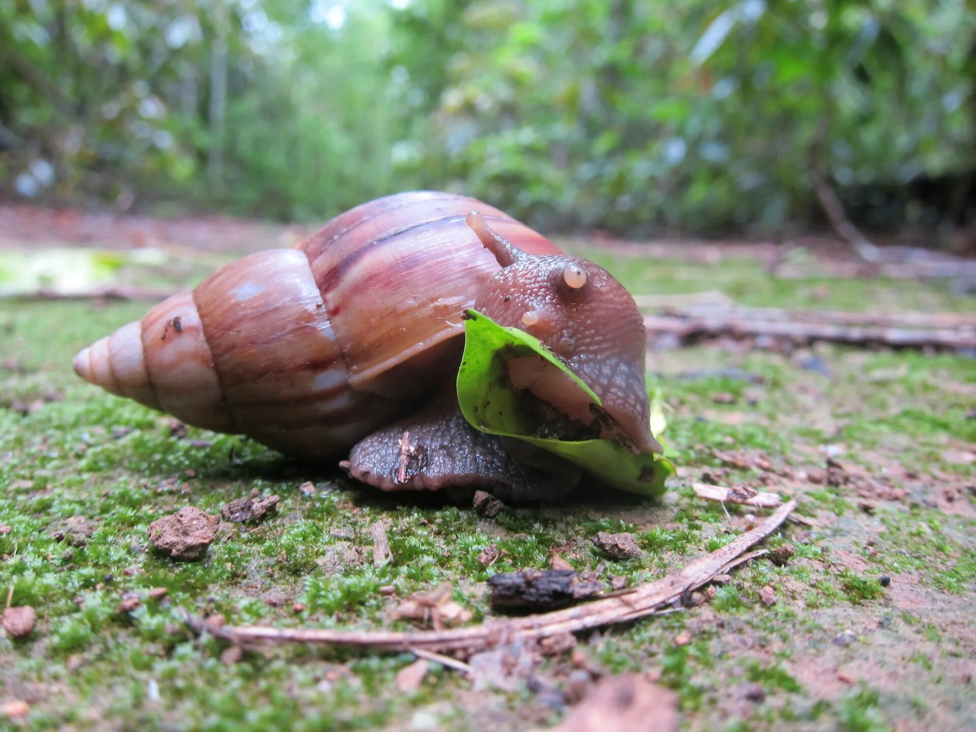 Страна улиток. Giant African Land Snail. Земляная улитка. Дождевая улитка. Огромная улитка.