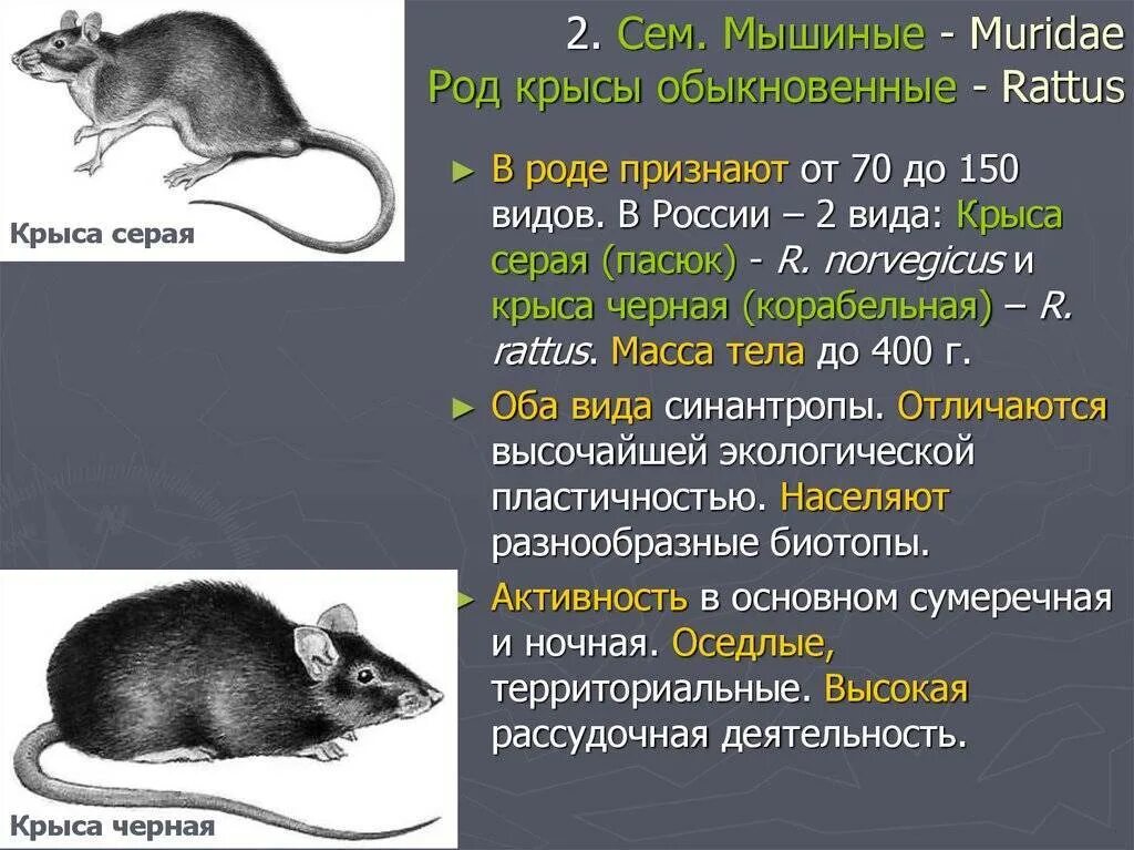 Какие типы мышей. Rattus Rattus чёрная крыса. Мышь описание. Серая крыса вид. Описание крысы.