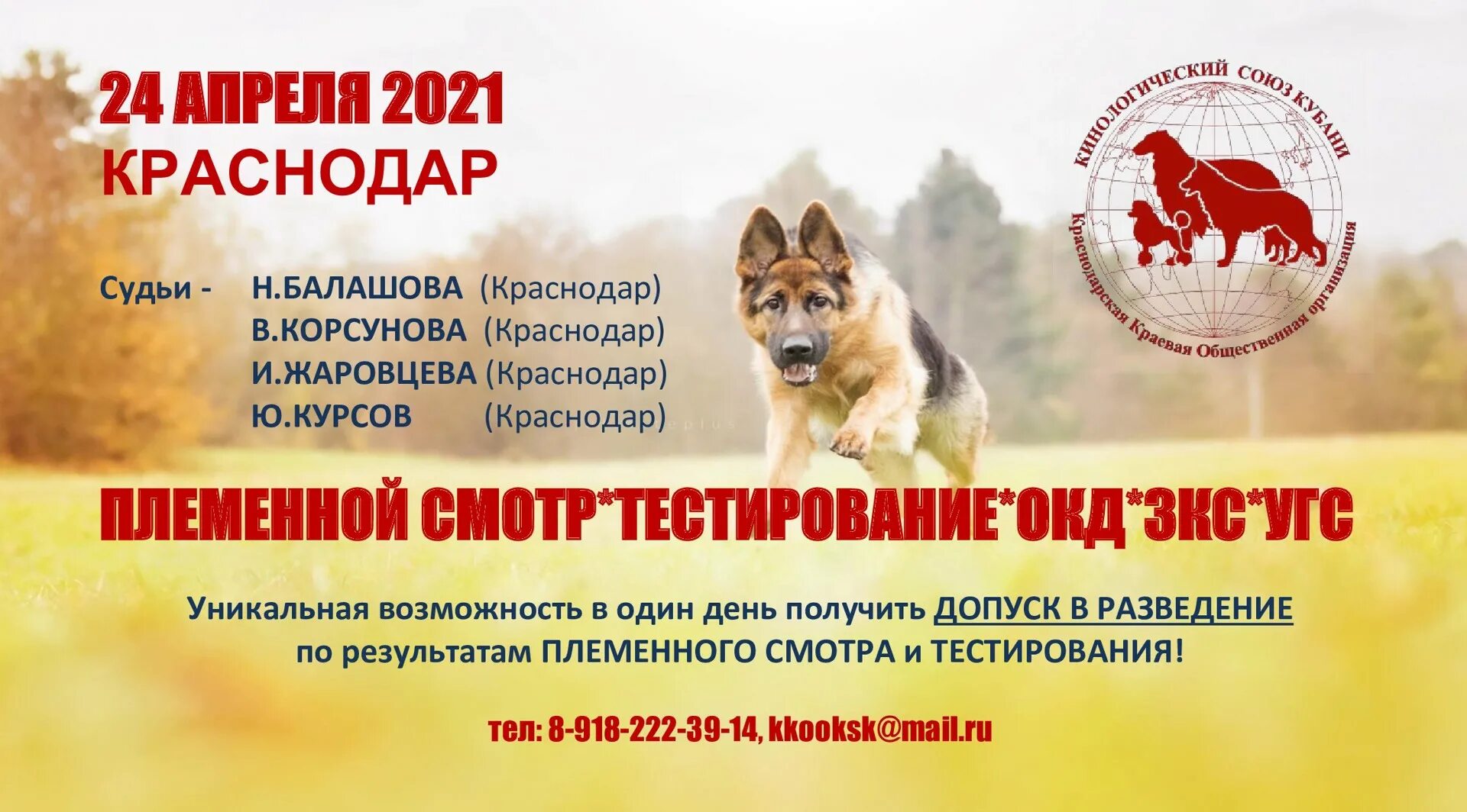 Тестирование собак для допуска в племенное. Племенной смотр собак. тестирование поведения собак. дипломы племенной смотр.