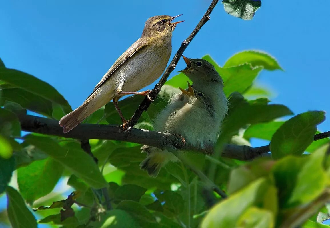 щебечат. певчий дрозд береза. щебечат. птицы весной. щебечат.