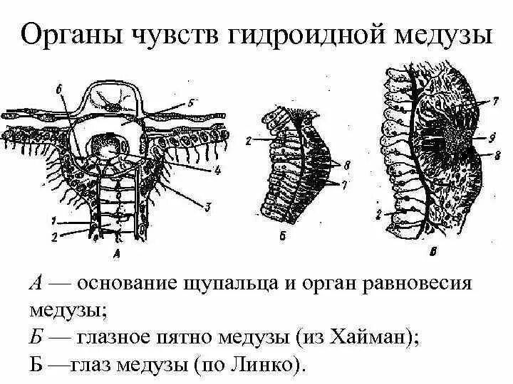 Органы чувств гидроидных. Орган равновесия у медуз. Органы чувств медузы. Строение органов чувств у медузы.