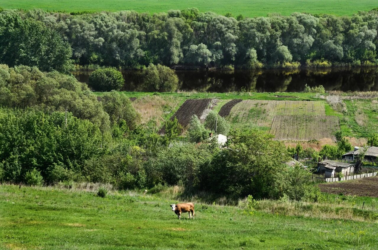 Хохольский район село. Село Костенки Воронежская область. Село Костенки Хохольского района Воронежской области. Деревня Костенки Воронежской области. Костёнки село Хохольском районе Воронежской области.