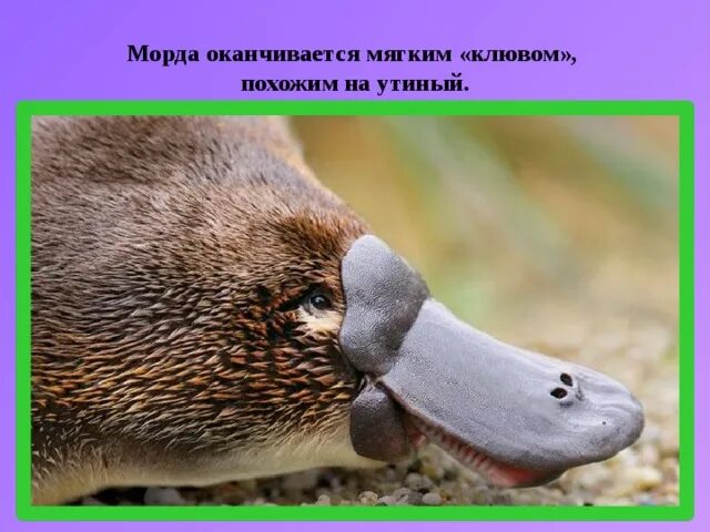 Животные австралии утконос. Милые утконосы. Сумчатый утконос. Клюв утконоса. Нос утконоса.
