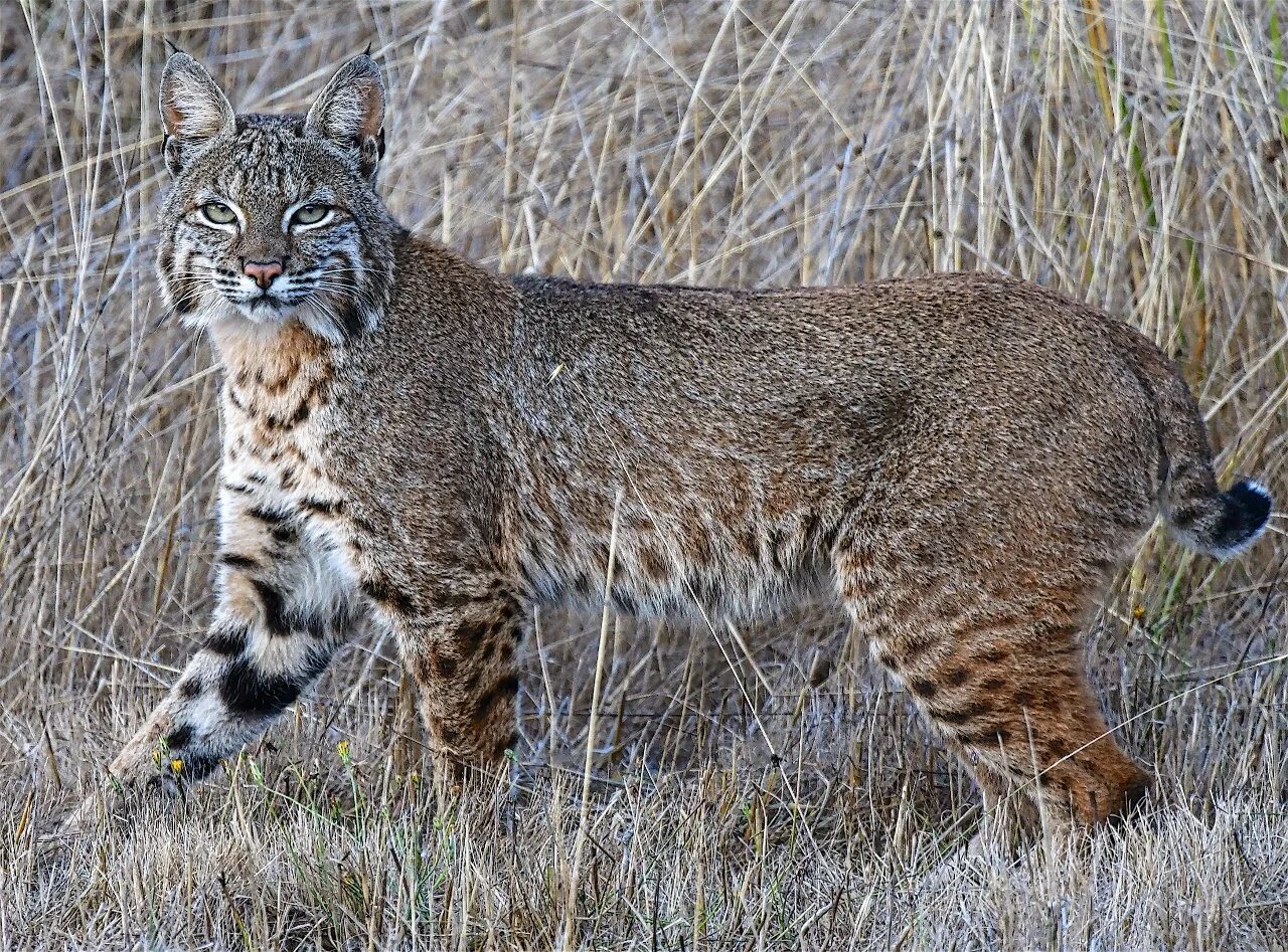 Рысь занесена. Рысь Кавказская. Рысь Кавказская (Lynx Lynx dinniki Satunin, 1915).. Бобкэт порода кошек. Бобкэт Рысь.