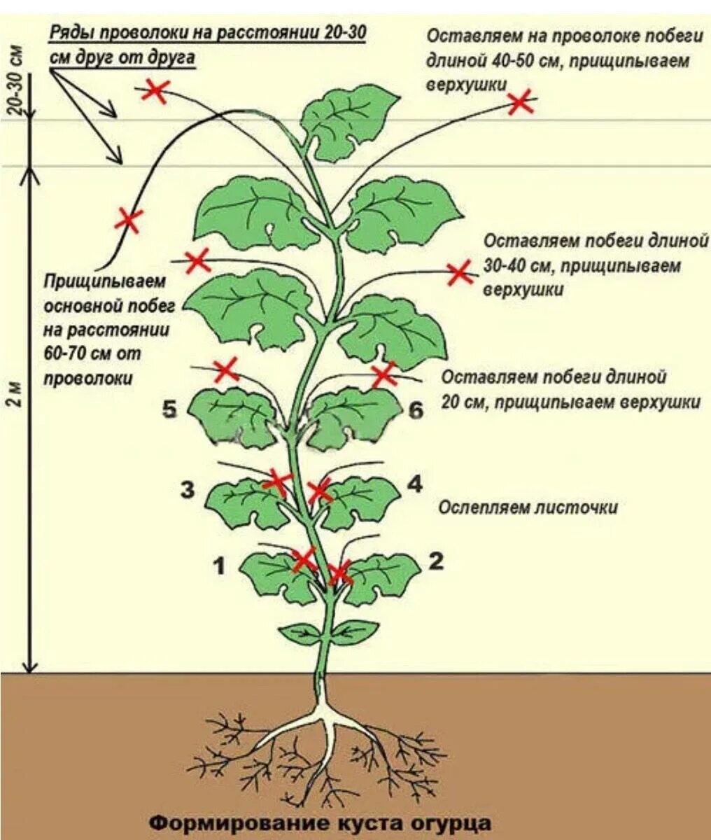 Можно ли обрезать нижние листья. Пасынковать огурцы. Прищипывать огурцы схема. Пасынкование огурцов в теплице. Схема пасынкования огурцов в теплице.