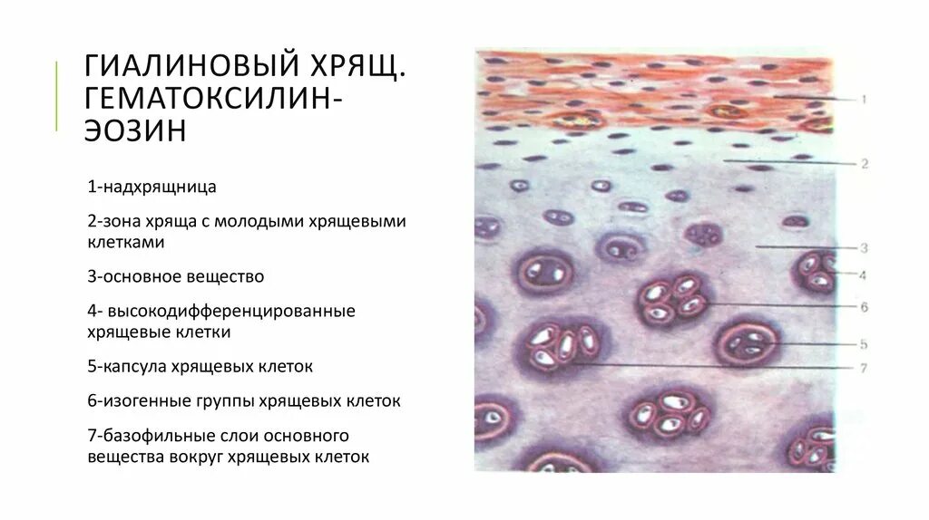 Изогенные группы. Гиалиновый хрящ препарат гистология рисунок. Гиалиновый хрящ препарат гистология. Гиалиновый хрящ ребра окраска гематоксилином и эозином. Гиалиновая хрящевая ткань гистология препарат рисунок.