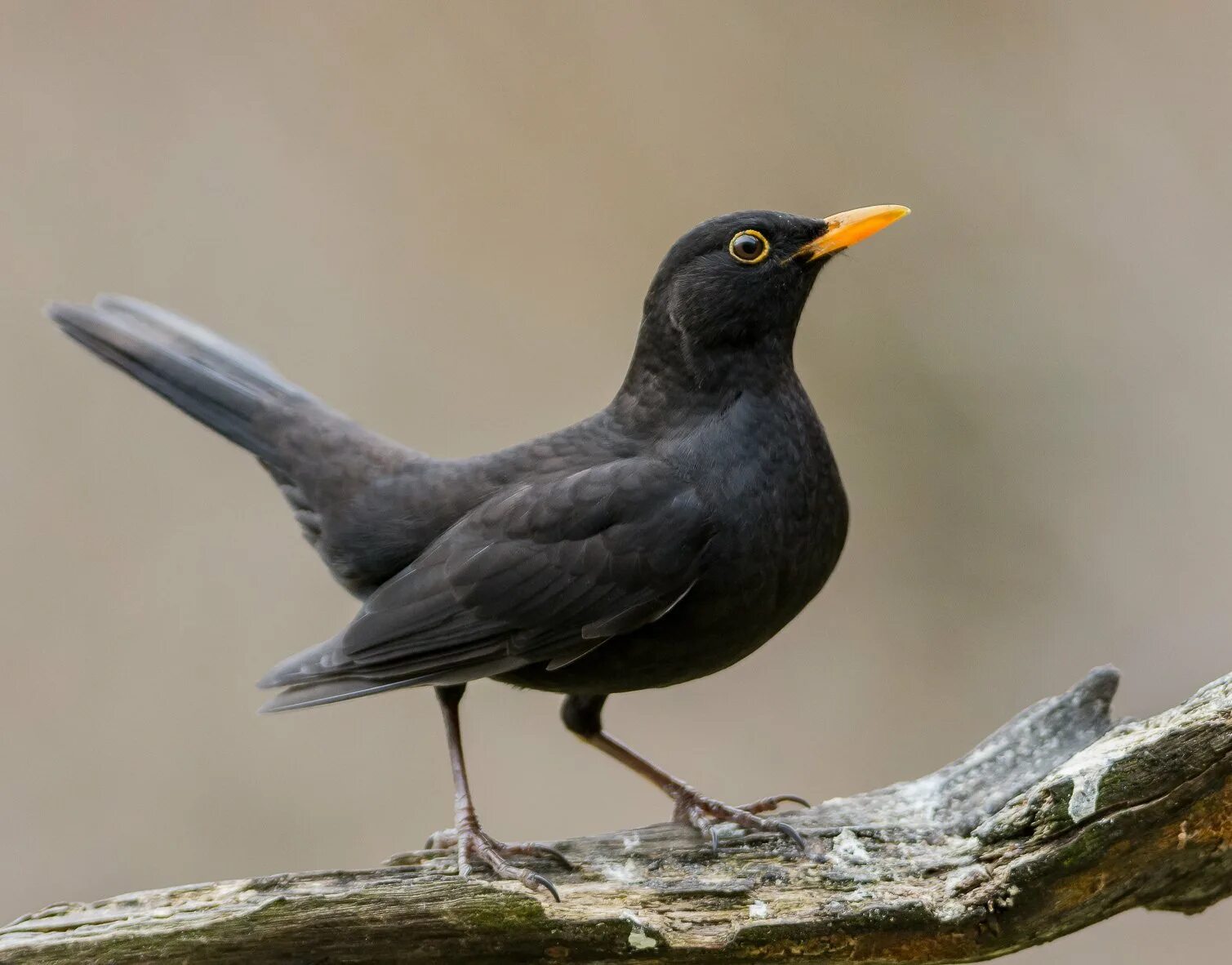 Blackbird bird