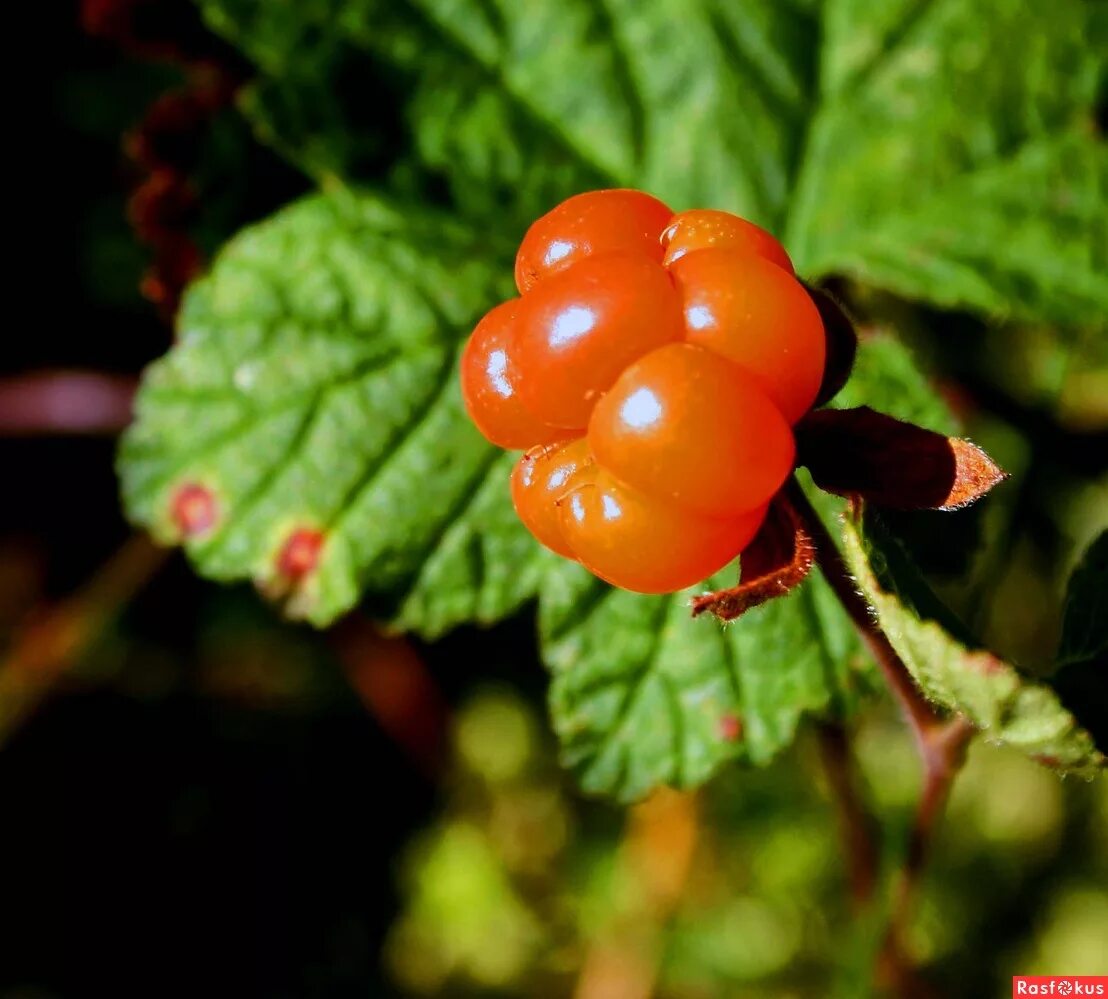 Морошка (Rubus chamaemorus). Морошка приземистая (Rubus chamaemorus),. Растения ХМАО Югры Морошка. Морошка Сибирская ягода.