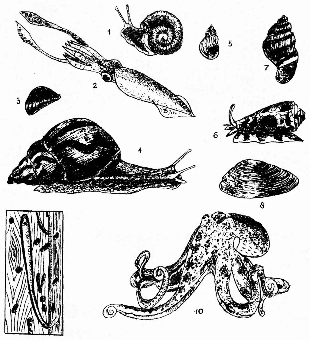Брюхоногие моллюски. Gastropoda палеонтология. Двустворчатые моллюски корабельные черви. Анатомия моллюска. Тип моллюски черви представители.