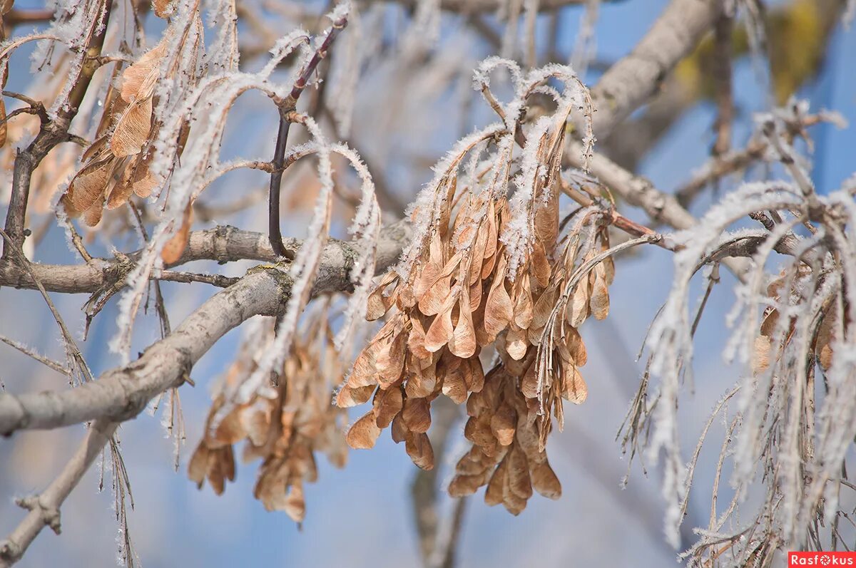 Клен ясенелистный зимой. Клен дерево зимой. Плоды деревьев зимой. Лиственница сибирская зимой ветка. Черная рябина арония зимой.