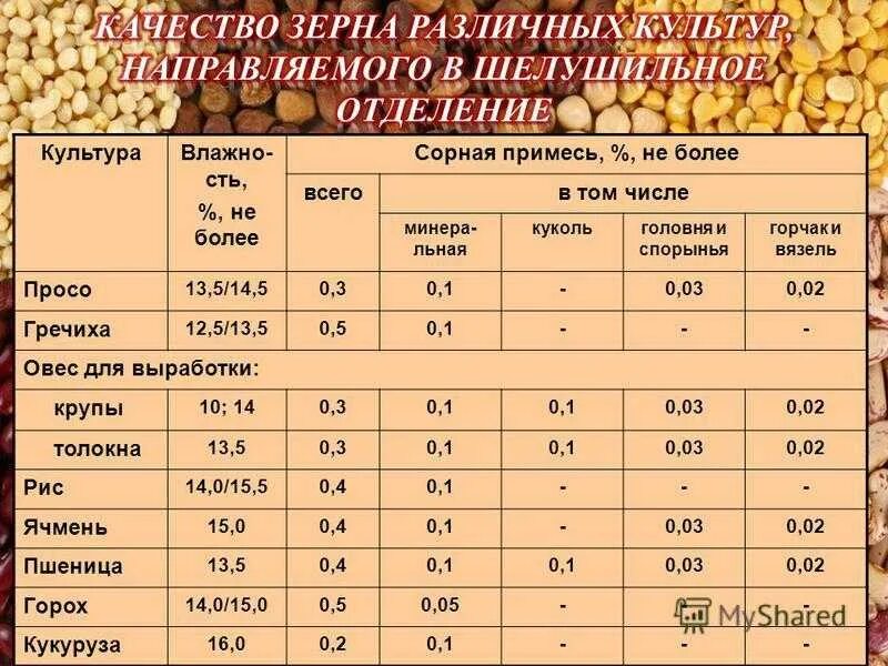 По каким показателям определяют жизнеспособность семян. Сорта зерновых культур. Таблица зерновых культур. Сорта зерновых культур таблица. Хранение зерновых культур.