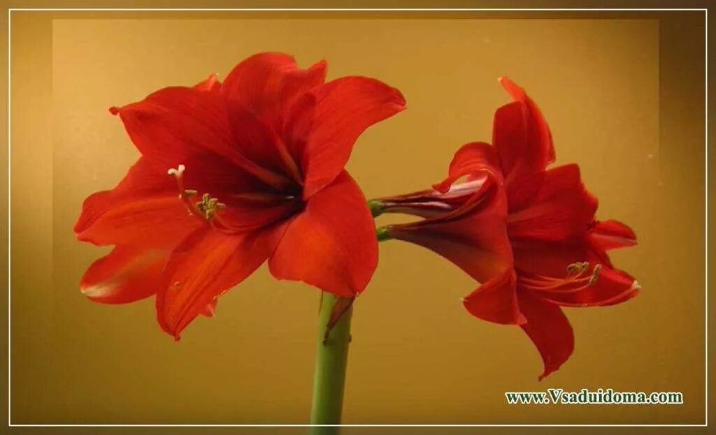 Цветок похож на лилию на толстом стебле. Лилия гиппеаструм цветок. Амариллис. Цветок луковичный гиппеаструм. Амариллис беладонна.