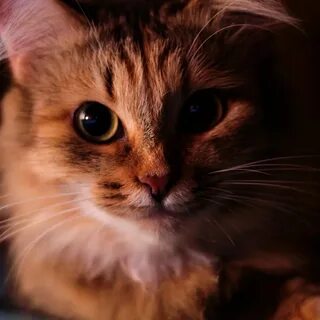 Коте м