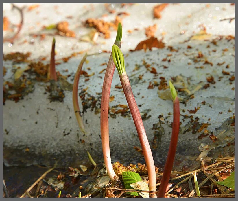 Молодые побеги. Розанный пилильщик на розах. Фузариозное увядание на розах. Молодые побеги и цветы завяли. Молодые побеги и цветы завяли.