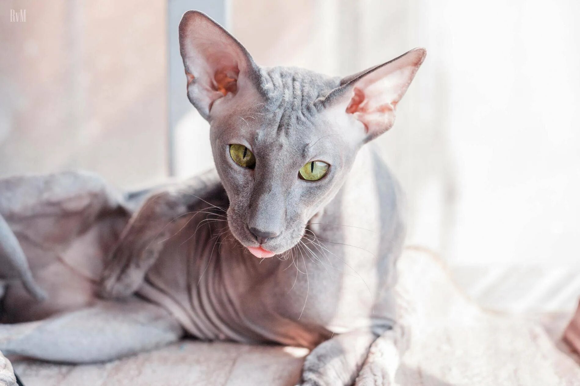 Петерболд петербургский сфинкс. Петерболд ориентал. Лысые ориенталы. Петерболд петербургский сфинкс. Сфинкс петерболд.