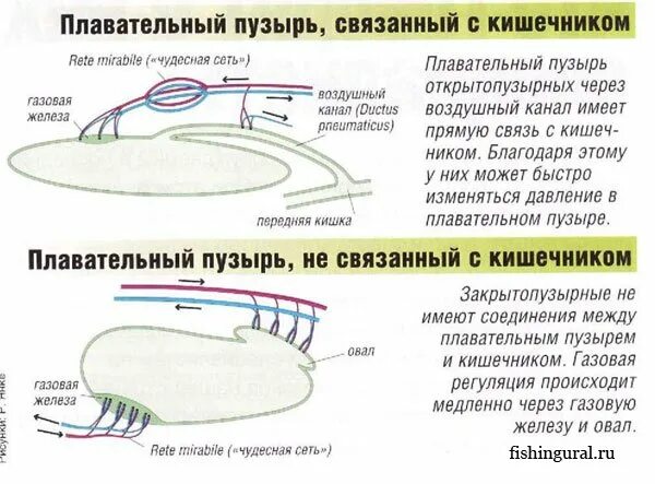 Какую функцию выполняет пузырь. Гидростатическая функция плавательного пузыря у рыб. плавательный пузырь функции механизм. строение плавательного пузыря у рыб. газовая железа плавательного пузыря.