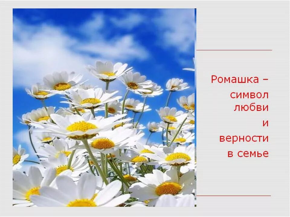 Ромашка символ семьи. Ромашка символ семьи любви и верности. Ромашка символ любви. Ромашка день семьи. Ромашка символ дня