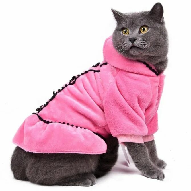 Кошечка с одеждой. Одежда для кошек. Костюмчики для кошек. Котики с одеждой. Котята в одежде.